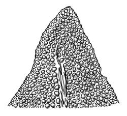 Fissidens hyophilus, leaf apex. Drawn from J.E. Beever 28-85, AK 195501.
 Image: R.C. Wagstaff © Landcare Research 2014 